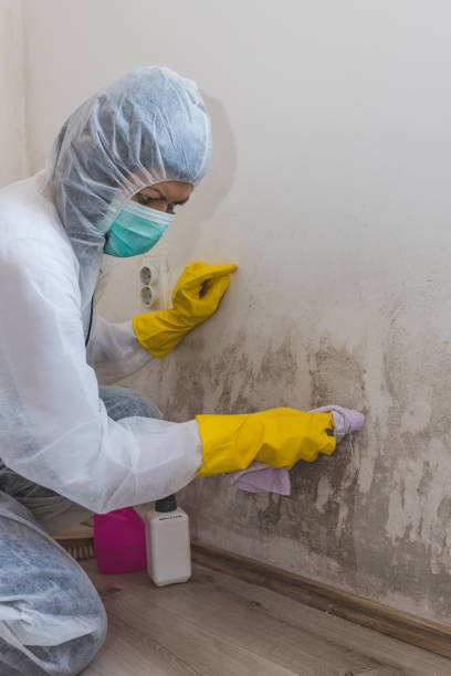 Best Asbestos and Lead Testing During Mold Inspection  in North Royalton, OH